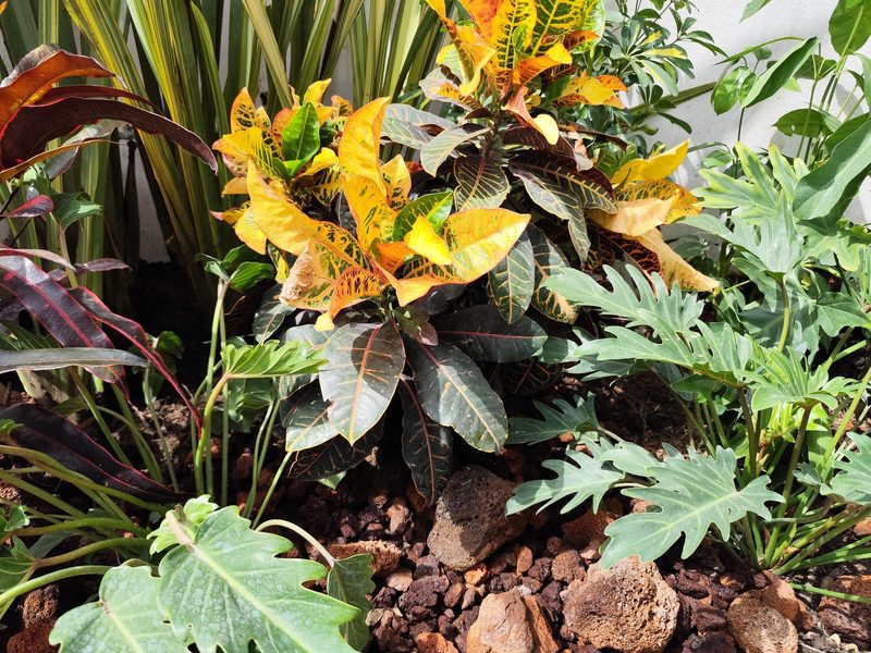 Mano Verde en Instagram